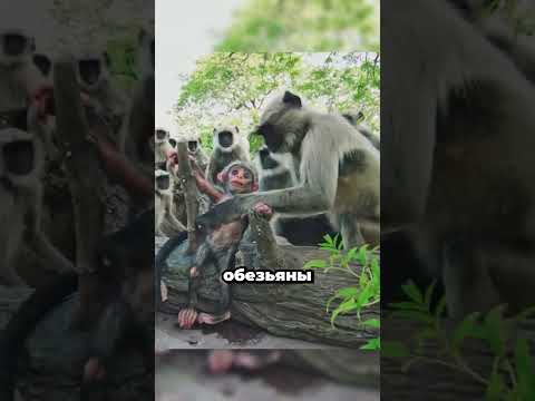 Обезьяны поверили, что он свой 😢
