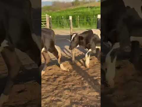 ➡️ *PROMOÇÃO 91 Novilhotes: 1.850 reais cada em Pombal/ Paraíba. Whatsapp 84 99810 2784* #gado