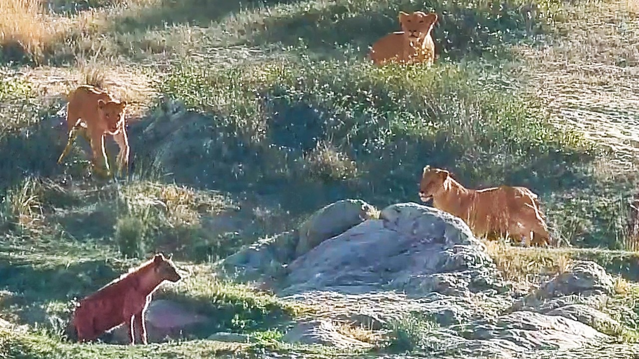 Lion Pride Surrounds Hyena Without it Even Noticing