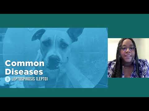 Protecting Pups: A Shelter Vet’s Guide to Common Infectious Diseases in Dogs - MMFC
