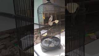 Download lagu Contoh trucukan muda jantan bodi aduhai #shorts mp3 Download lagu Contoh trucukan muda jantan bodi aduhai #shorts mp3