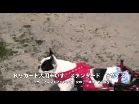 フレンチブルドッグのこうめちゃん　犬用車いすで走る！