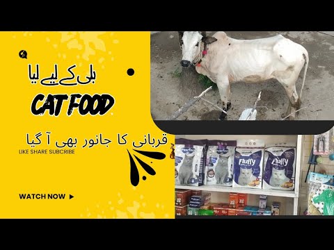 Pedal Garmi Main Liya Cat Food 😓😰😰