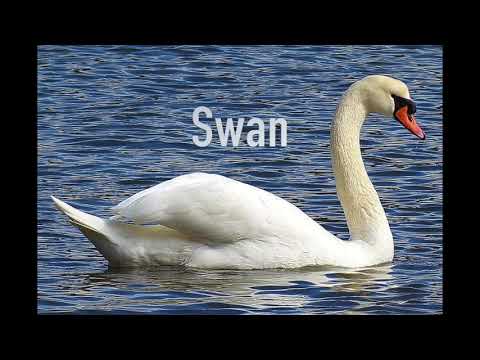 French Class 101: Animals Part 3