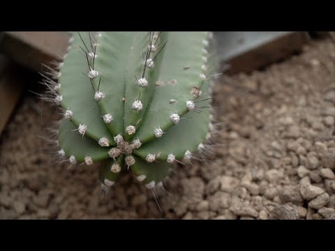 Nowa kaktusiarnia w Ogrodzie Botanicznym otwarta już 1 kwietnia