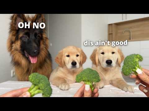 German Shepherd Reviews Food with Puppies | BEST Reactions