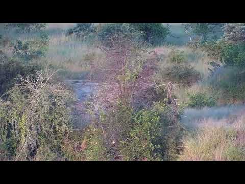 Djuma: Lone Impala ram crosses the dam wall - 17:18 - 04/07/2023