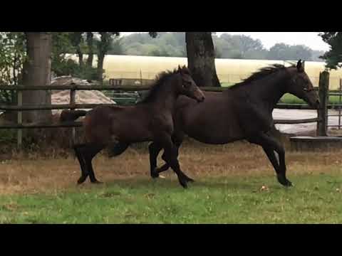 SF v. Vitalis - Sandro Hit - Florestan I - for sale