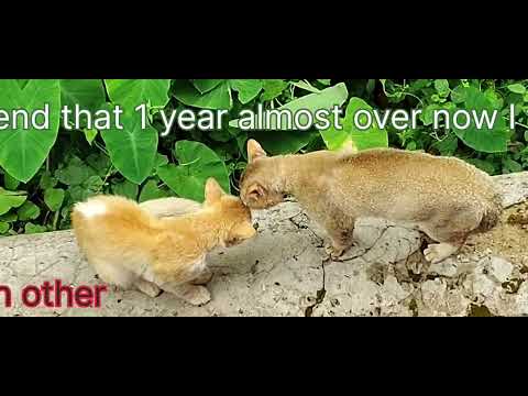 Cat Lovers #catfight #shortreels