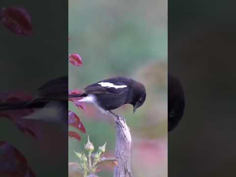 #Oriental Magpie Robin Bird