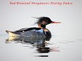 Red Breasted Mergansers Mating Dance