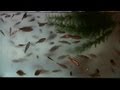 How to Keep Minnows Alive for Long Periods at ...