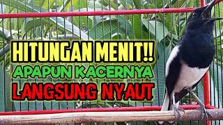 Download lagu Pancingan kacer ngeplong, Suara burung kacer, bikin Kacer apapun langsung nyaut gacor! mp3