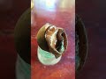 Huge Snail Mouth Pops Out Shorts