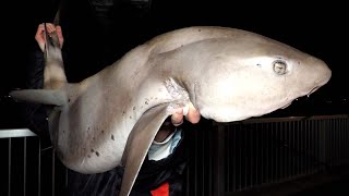 ドブのサメでフカヒレを作ってみた