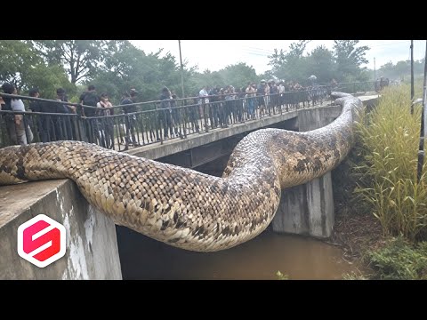 ULAR 30 METER DITEMUKAN!! Inilah 11 Penemuan Ular Terbesar di Dunia yang Bikin Syok!