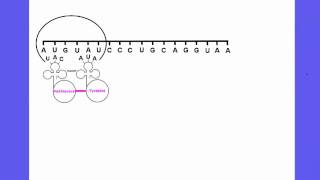 3.5.4 Explain the process of Translation leading to polypeptide formation