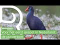 Vogelspotters rukken massaal uit voor bijzondere watervogel: de purperkoet
