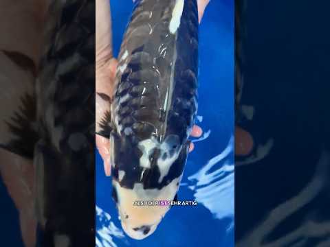 Video Vorschau Teil 2