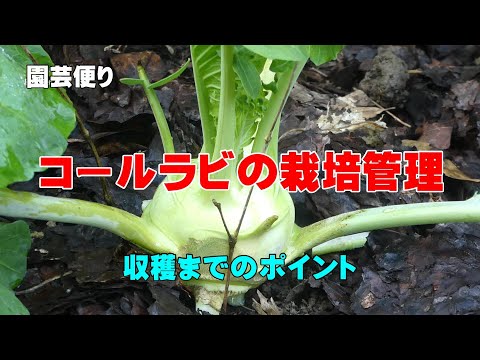 コールラビを好む: 早めに収穫するためのヒント 植物
