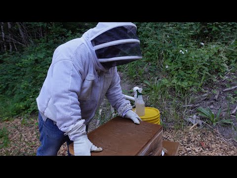 What to do about Chalkbrood.