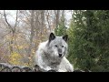 Remembering Gray Wolf Zephyr