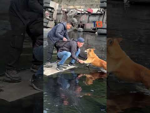 Perro atrapado en alquitrán es rescatado en Quito