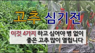 고추 심기 전 이것 4가지 하고 심어야 병 없이 좋은 고추 많이 열립니다.#고추 모종 심기 #고추 심는 시기…
