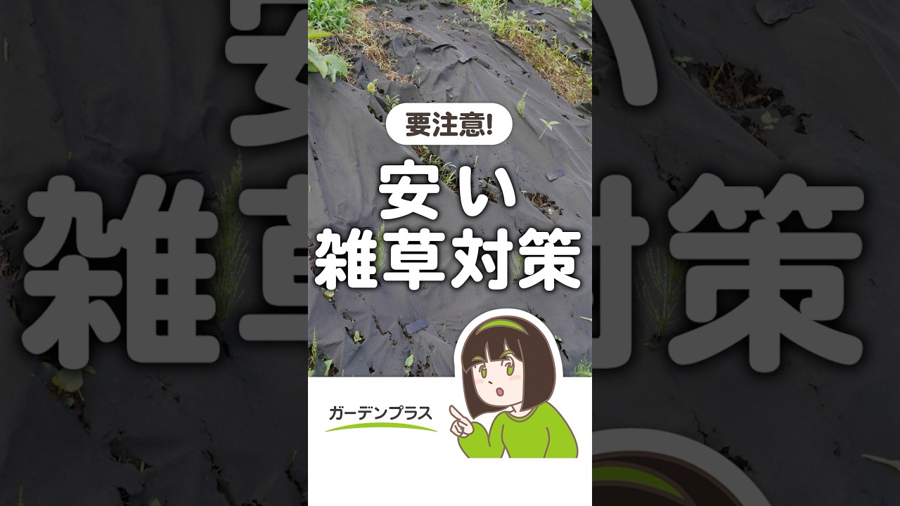 初期費用が安い雑草対策は要注意⚠️ #外構