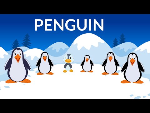 Learn about Penguins  | Penguin Information | Video for Kids
