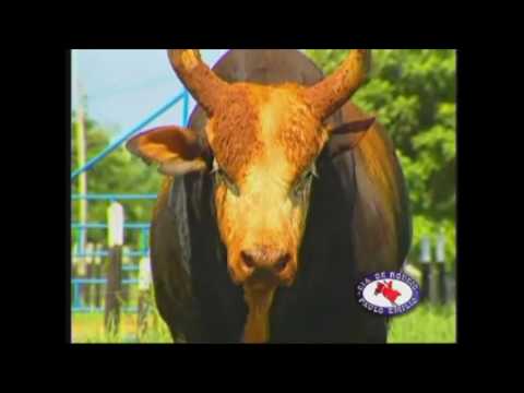 clipe de Luis Carlos & Leonardo CARMO DA MATA? SUCESSO