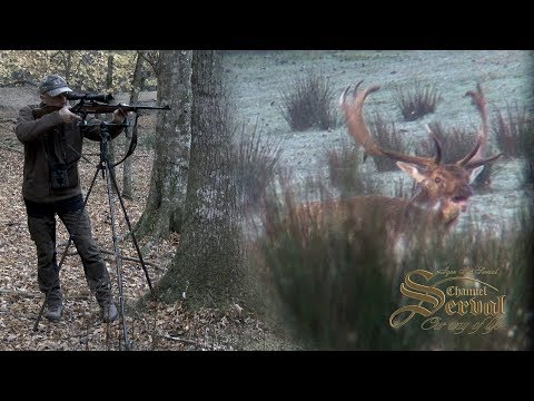 Fallow Deer - hunting in Croatia 2018. - Damwild - Jagd in Kroatien 2018.