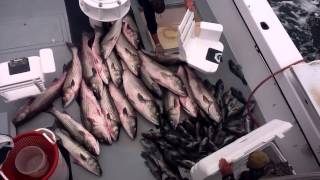 preview picture of video 'MAKO II - Rhode Island Striped Bass & Sportfishing Charters - Striper Fishing!'
