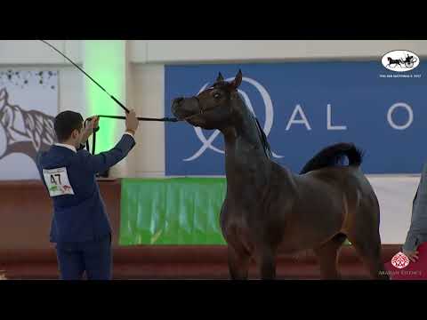 N 47 SA ZATOPEK   Italian Nationals 2022   Colts 2 years old Class 5