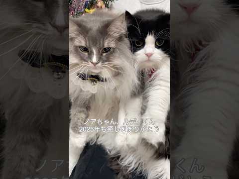 癒し納め猫。| Year-End Healing Cats | Noah Rudi #多頭飼い #猫のいる暮らし  #cat #kitten #shorts