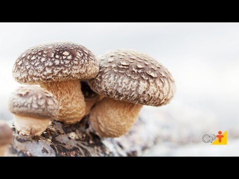 Curso Cultivo de Cogumelo Shiitake CPT 