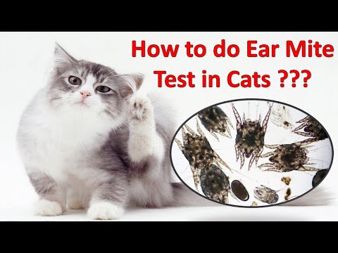 How to do Ear Mite Test in Cats | Diagnosis of Ear Mites | VET ISMAEEL OFFICIAL