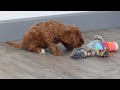 Cockapoo dogs for sale: Tammy - Video 1