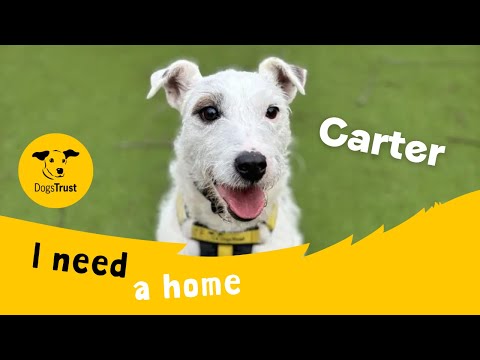 Carter for sale in Evesham, Worcestershire