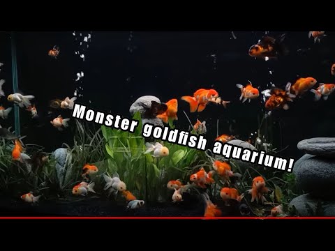 Huge fancy goldfish aquarium! Rate my tank