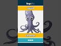 squid - calamar video thumbnail