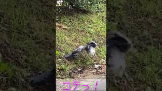びっくり、サギ