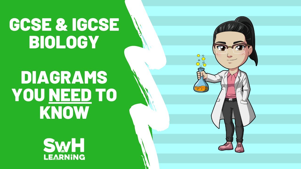 GCSE & IGCSE Biology - Diagrams You Need To Know!