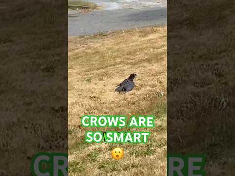 Crows Let Ants Attack Them… But Why Really? #animalfacts