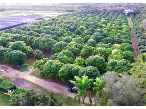 26656 SW 172 ave,Homestead,FL 33031 Residential Land For Sale