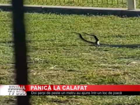 PANICA LA CALAFAT