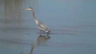 Watch a Blue Heron walk across the Pond, by Ron Nichols