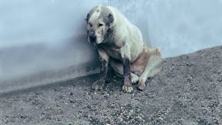 Heartbroken over the homeless dog with one cheek destroyed.