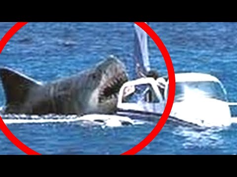 10 megalodon caught on camera and spotted in real life