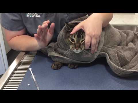 Veterinary Learning Series: Giving Oral Medication To A Cat